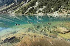 Canards sur un lac