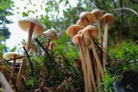 Champignons