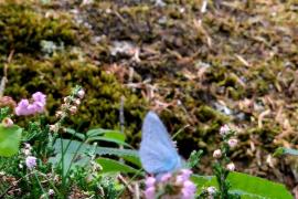 Papillon