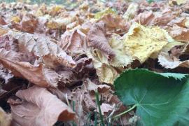 Feuilles mortes