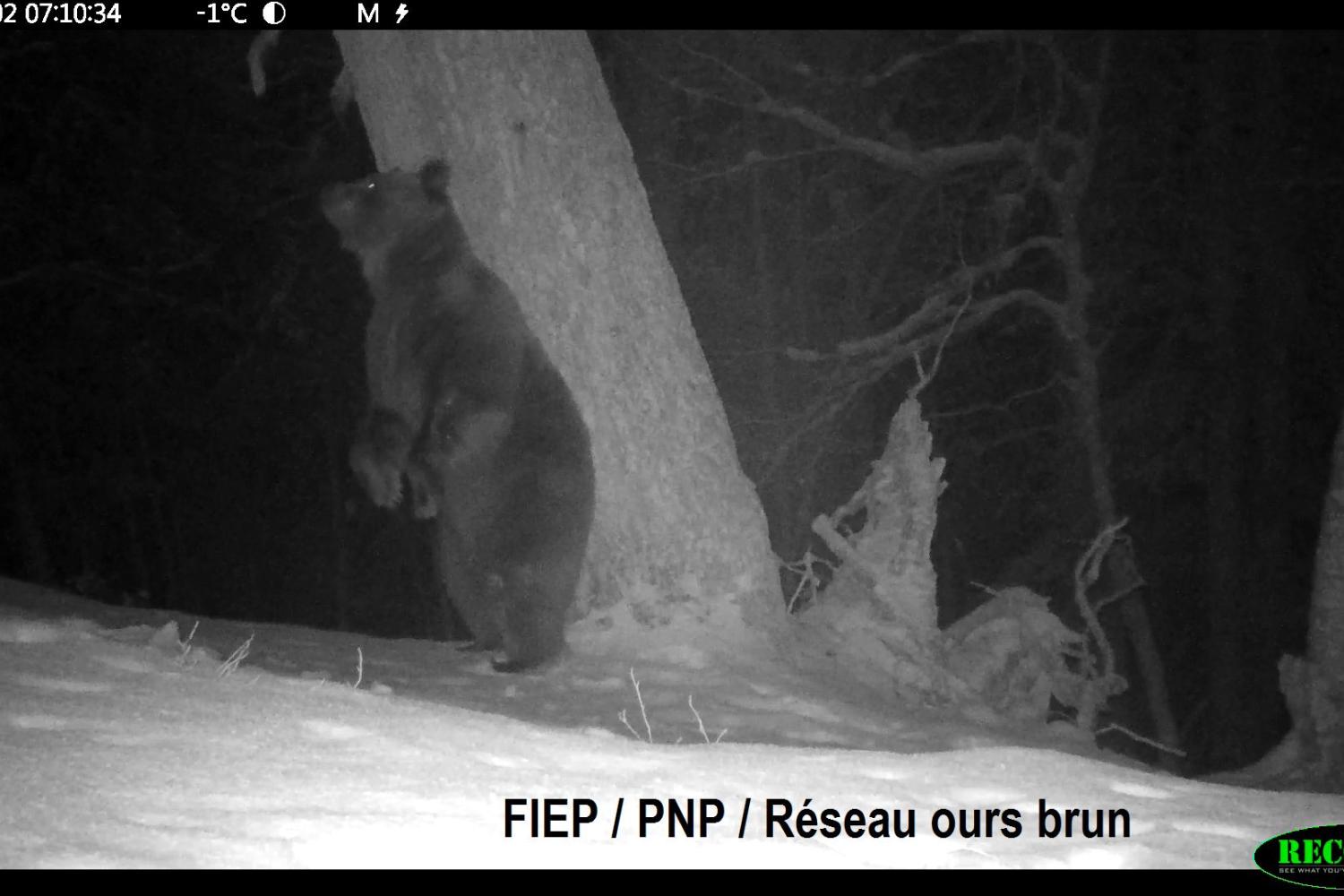 L'ours Rodri ©FIEP/ PNP/ Réseau Ours brun