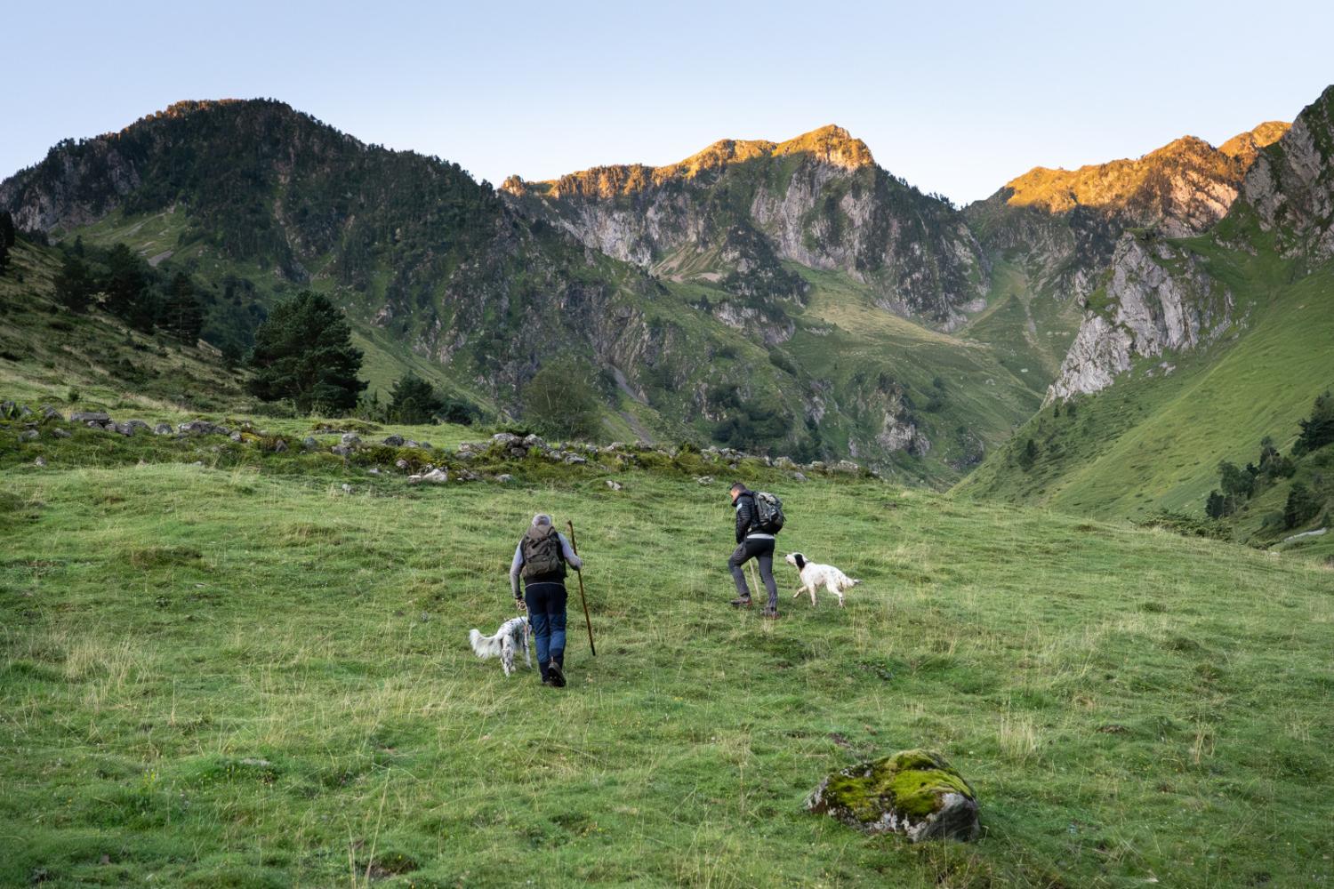 Suivi Grand tétras au chien