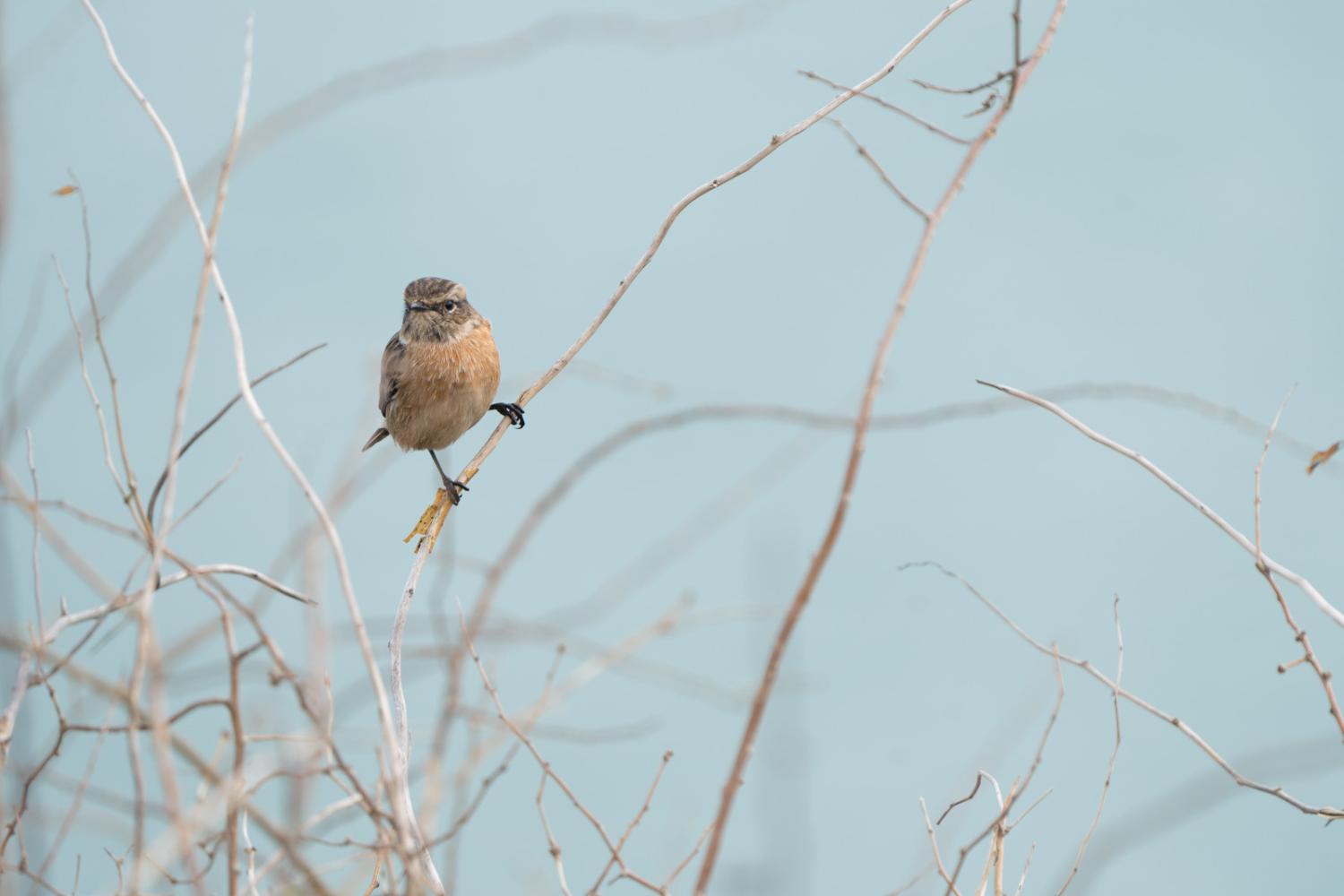 Tarier des prés ©L. Nédélec - Parc national des Pyrénées