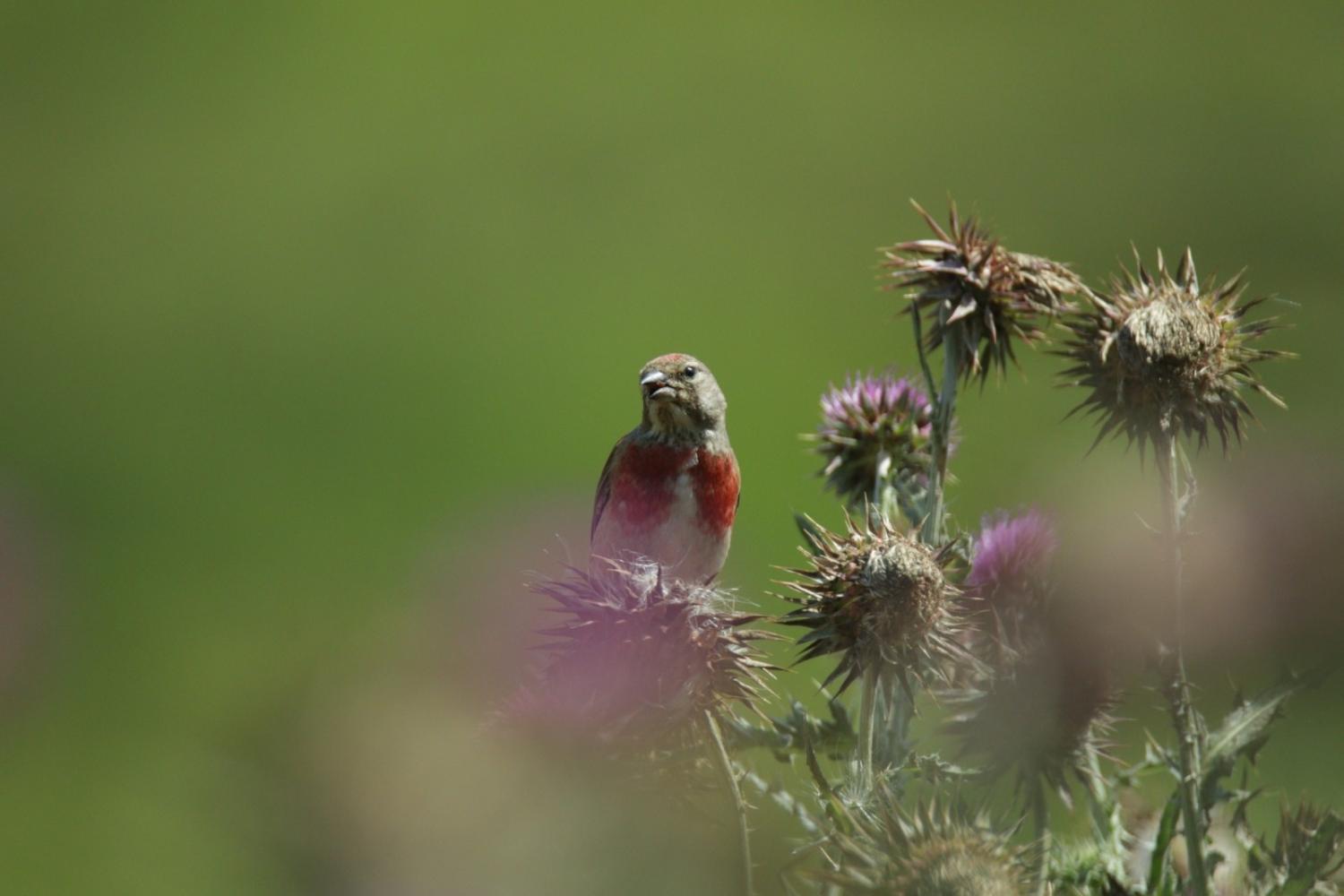 Linotte mélodieuse ©G. Serise - Parc national des Pyrénées