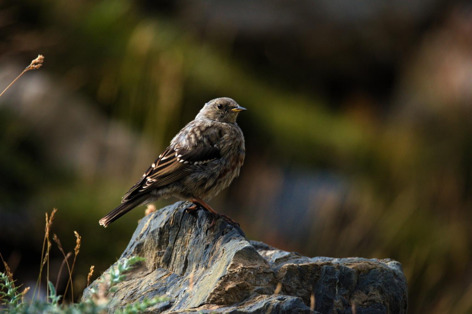 Accenteur alpin ©L. Reigne - Parc national des Pyrénées