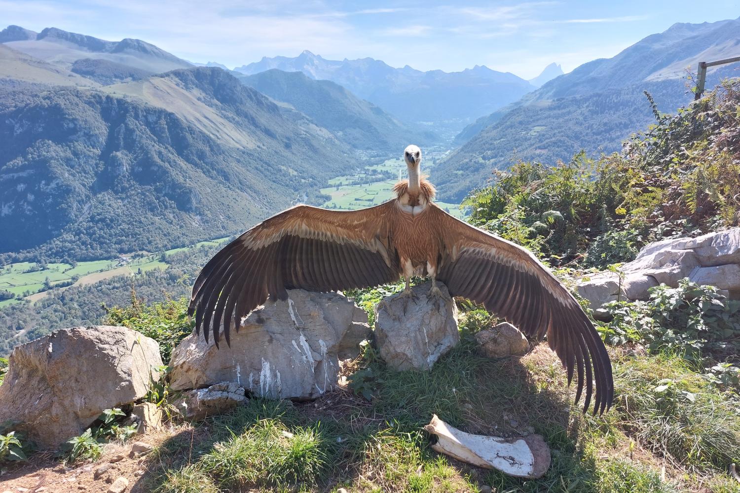 Réserve naturelle nationale d'Ossau