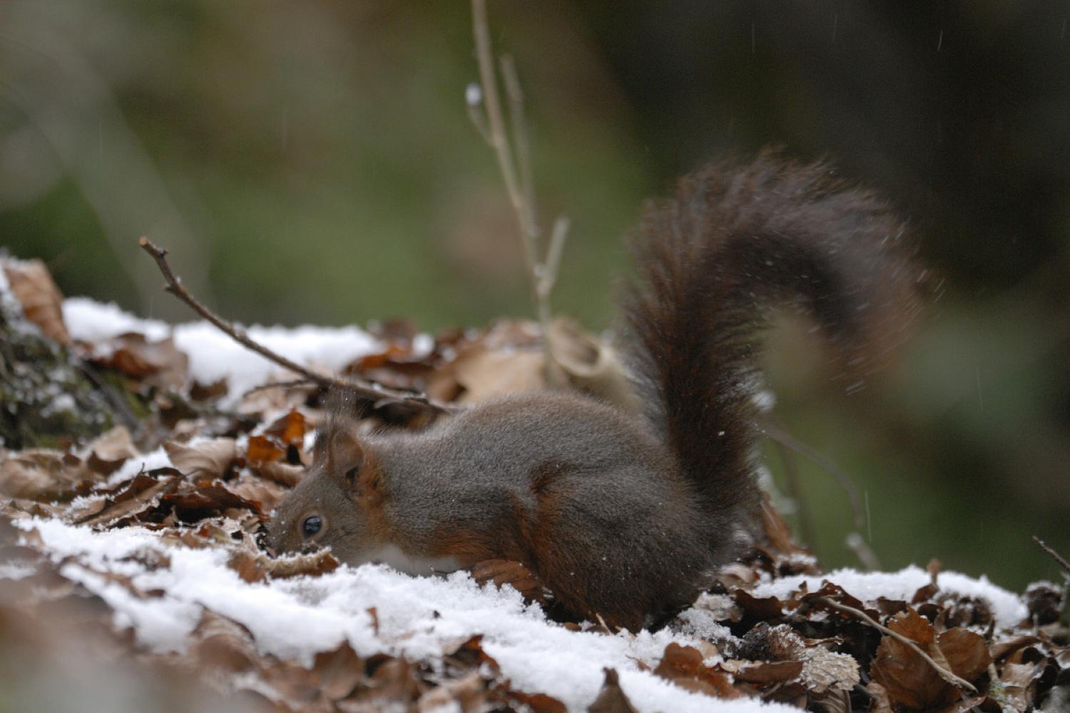 Ecureuil roux ©L. Nédéléc - Parc national des Pyrénées