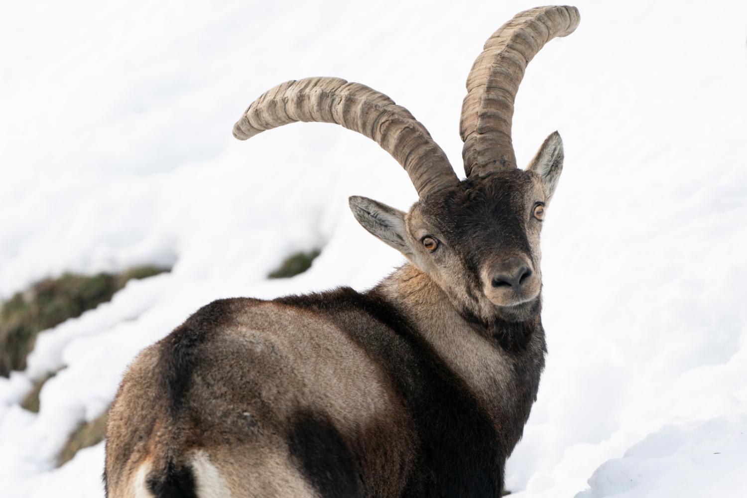 Bouquetin ibérique ©L. Nédéléc - Parc national des Pyrénées