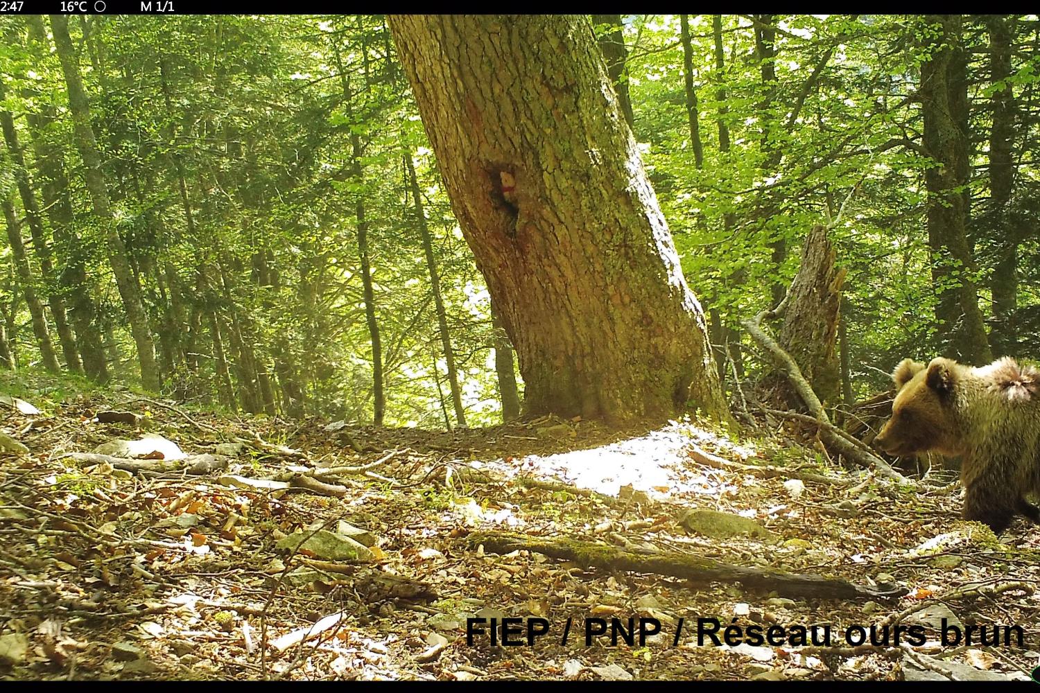 Jeune femelle Ariu probable 25/05/2025 ©FIEP PNP ROB