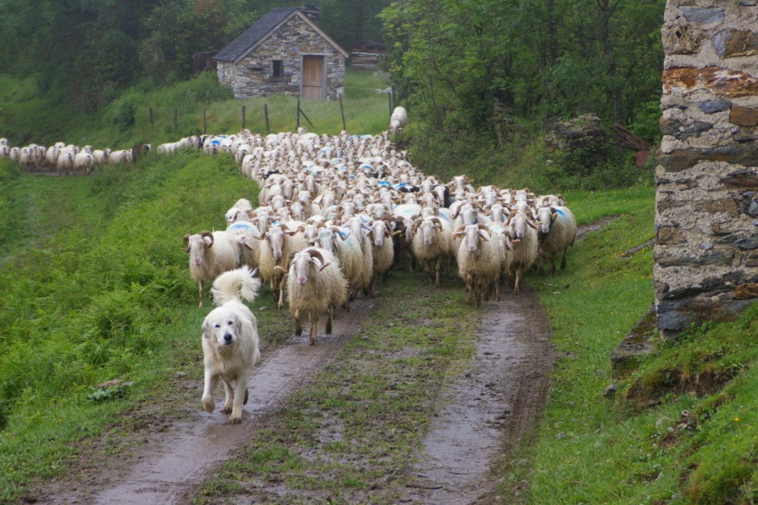 Soutien du Parc national des Pyrénées à l'agro-pastoralisme