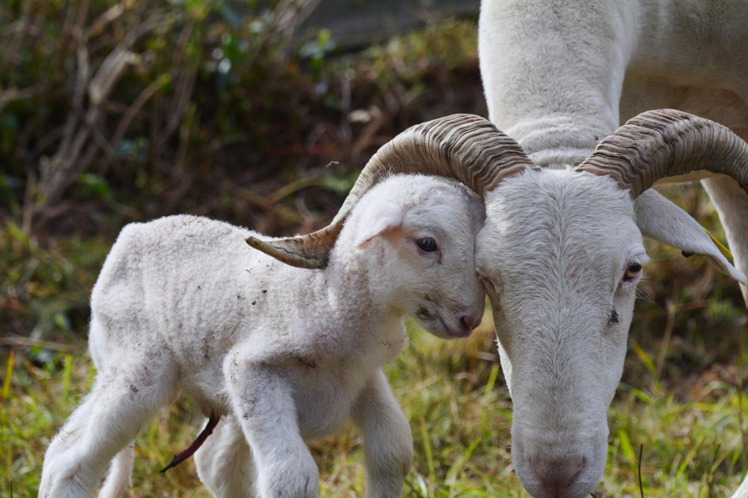 2026 : Année internationale  des parcours et des éleveurs pastoraux
