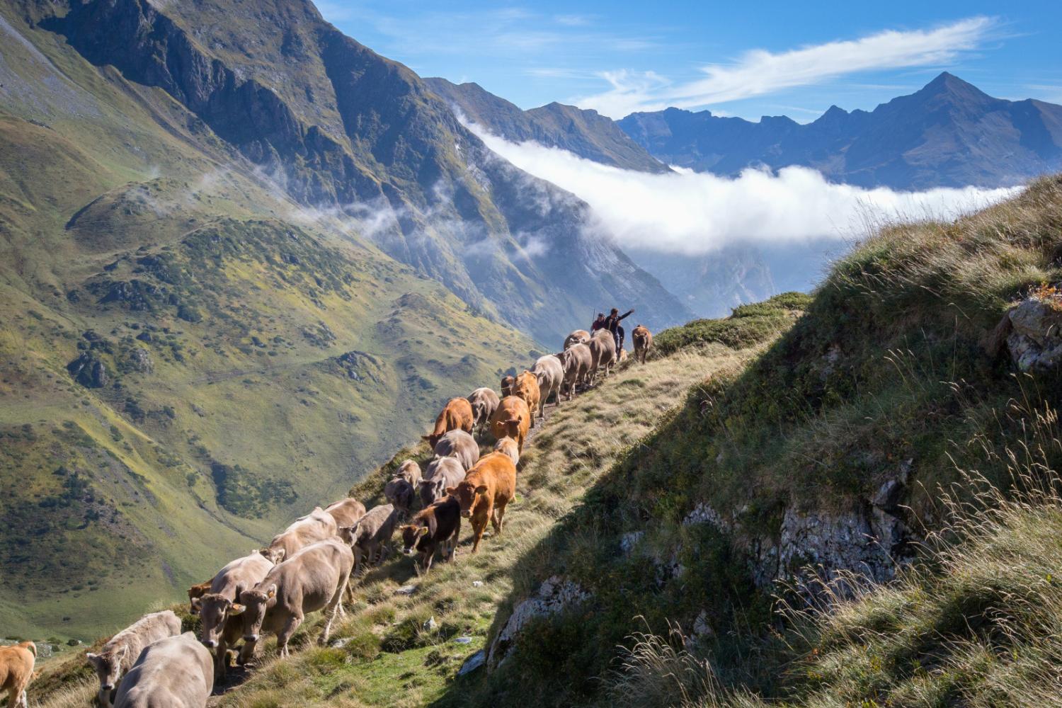 2026 : Année internationale  des parcours et des éleveurs pastoraux