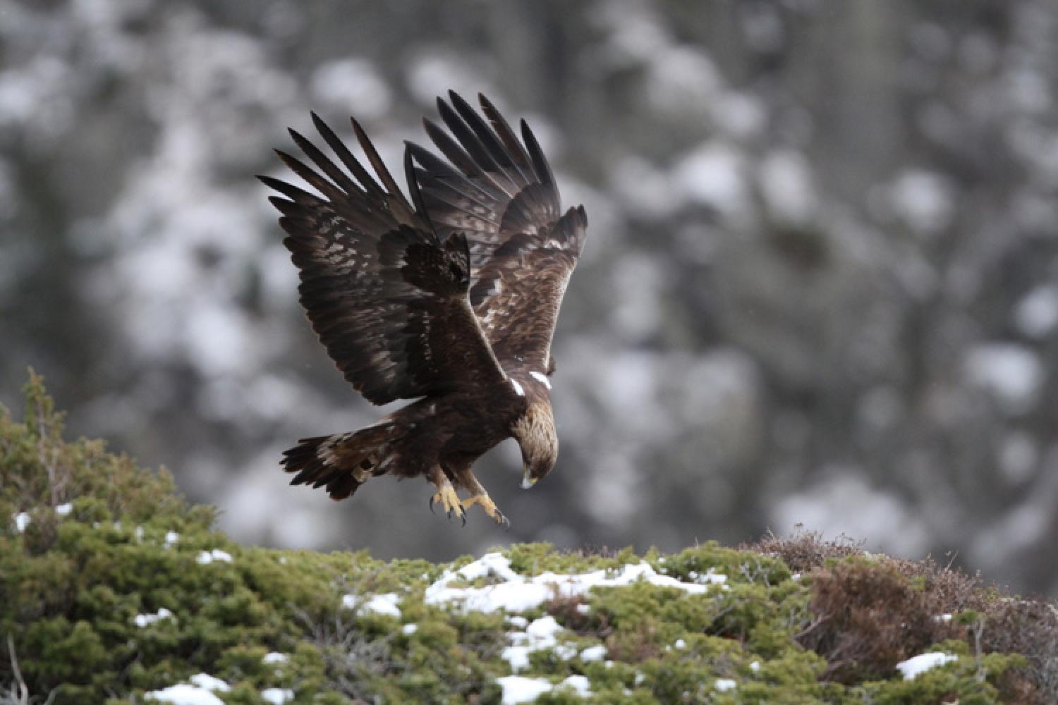 Aigle royal Parc national des Pyr n es