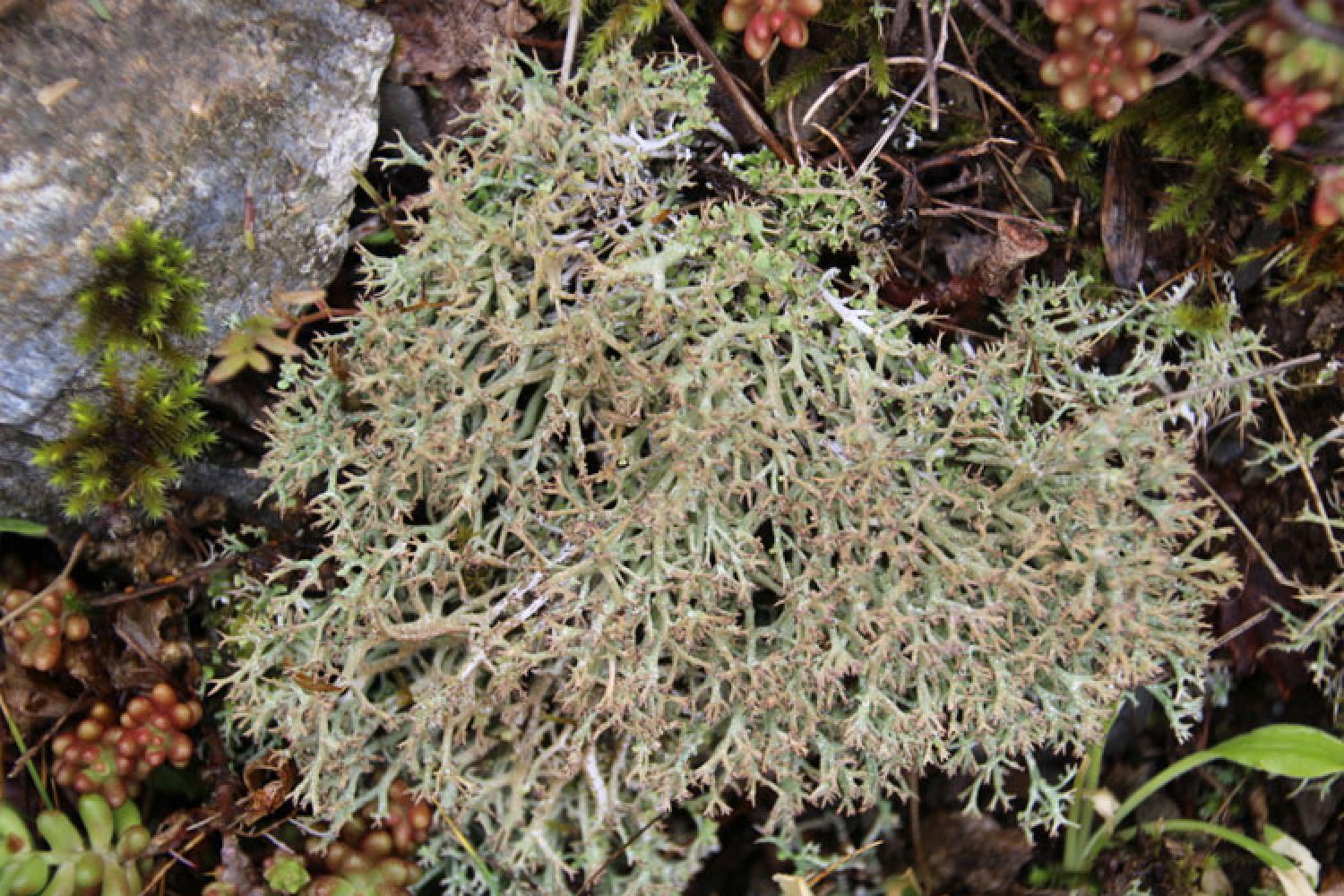 cladonia-26391.jpg
