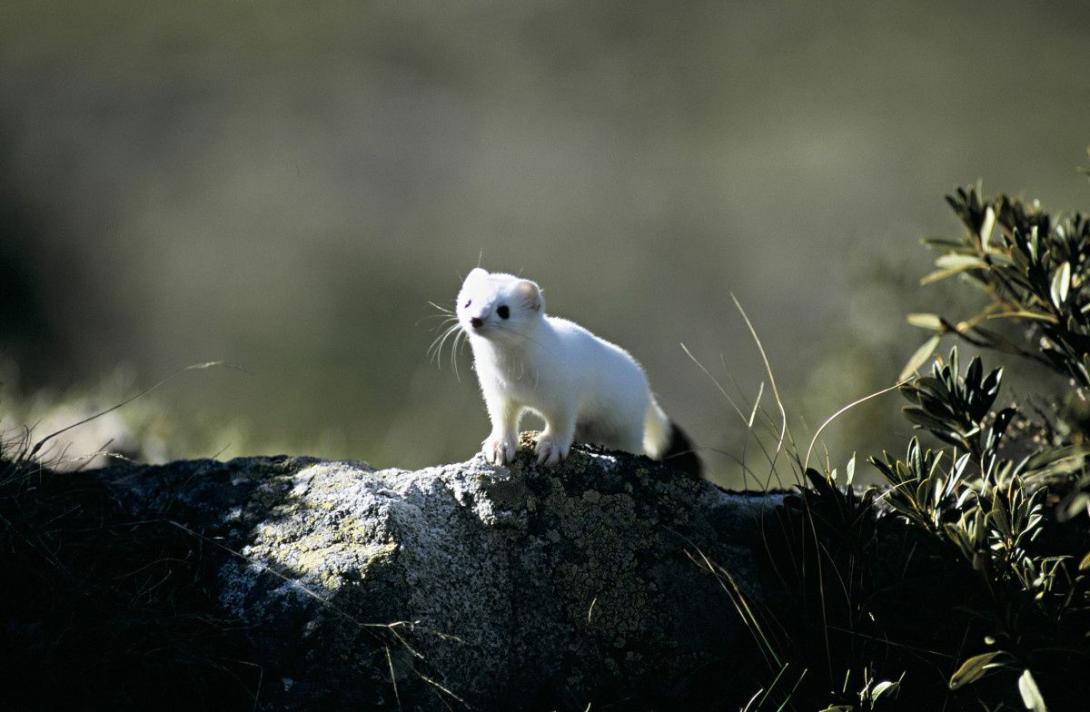 adaptation des animaux à l'hiver