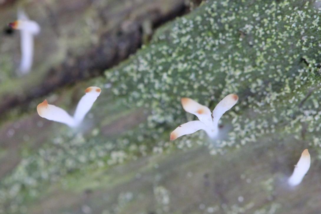 Fleurs et lichen