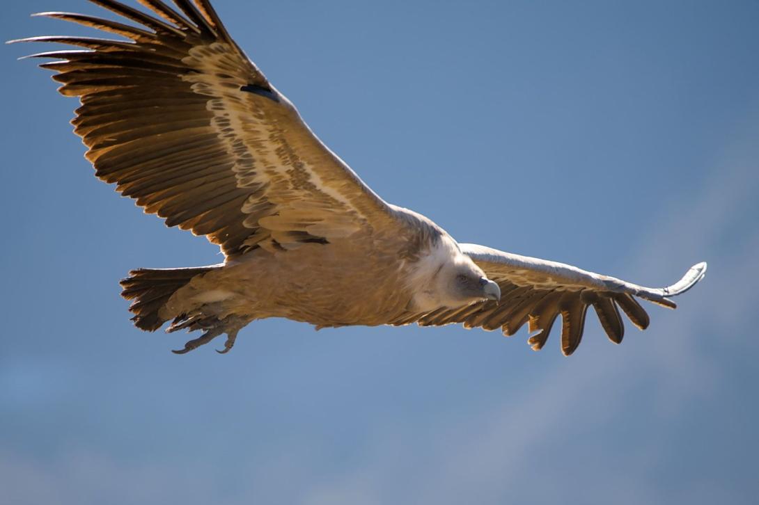 animation rapaces
