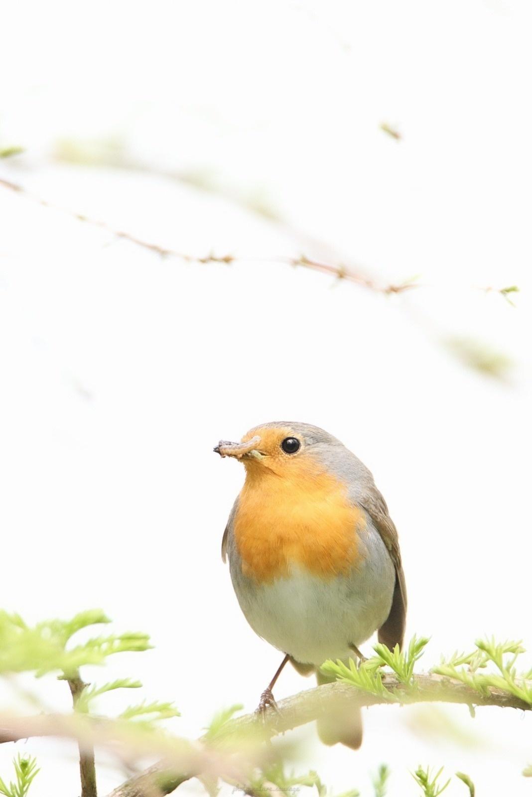 Quel est cet oiseau ?