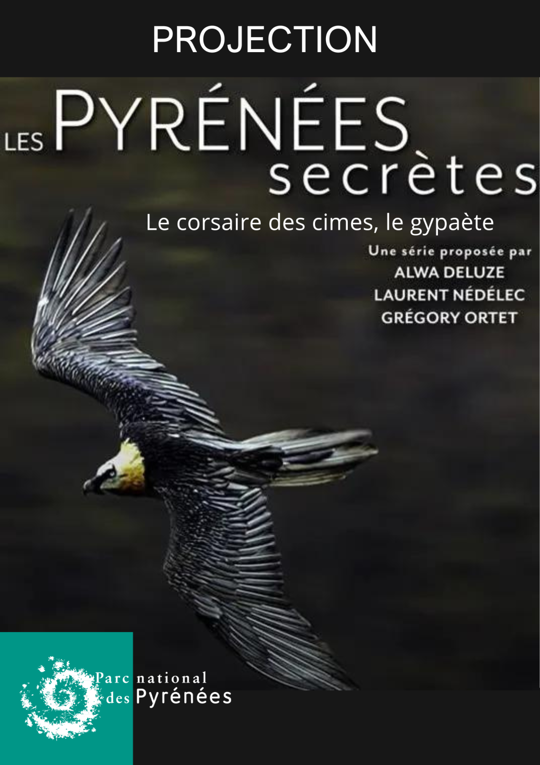Pyrénées scrètes Gypaète