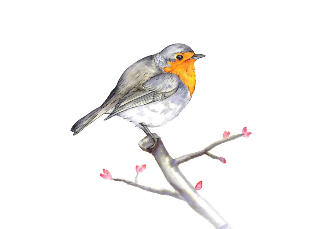 Rouge-gorge