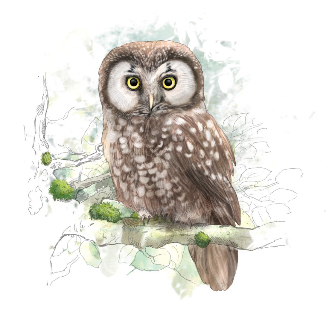 Chouette de Tengmalm