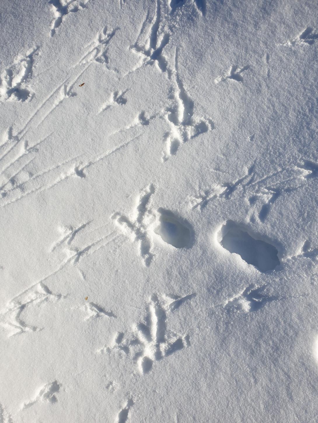 Empreintes de Gypaète barbu ©Laurent NEDELEC