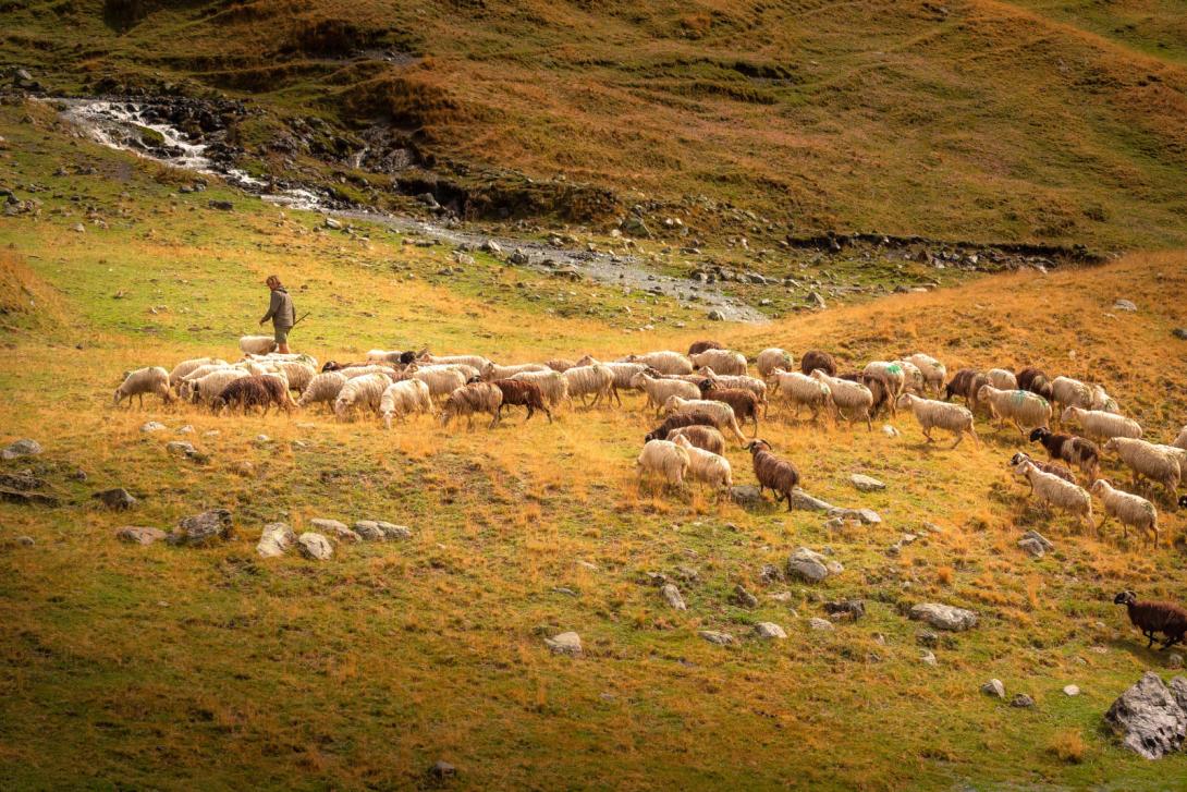 Berger et son troupeau en estive©Jean-François GRAFFAND