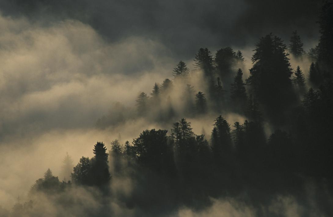 forêt brume