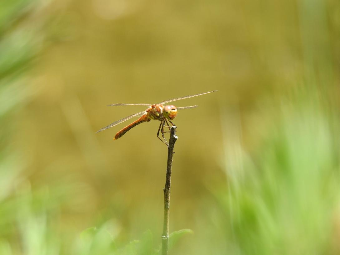 Sympetrum vulgaire ibérique 