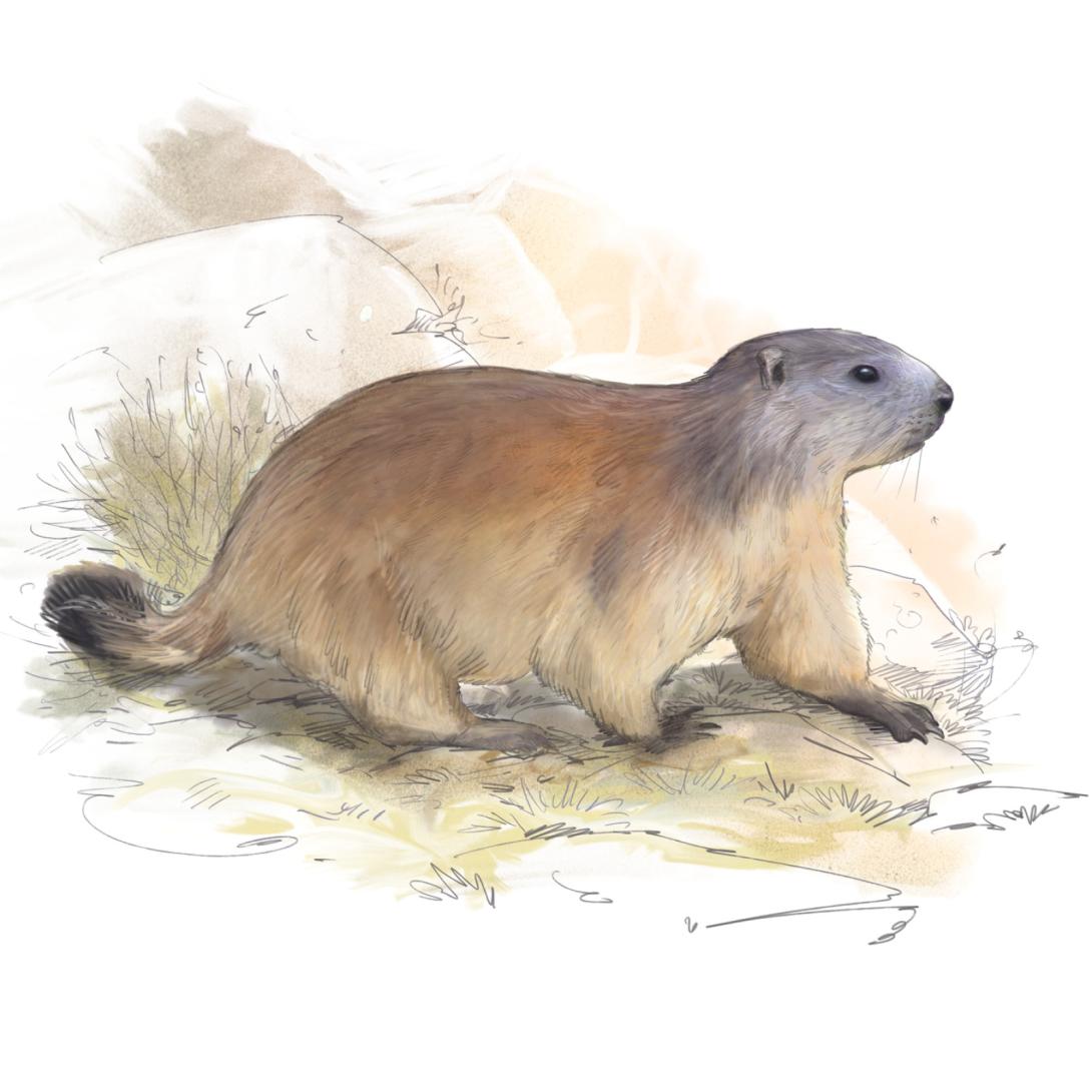 Illustration marmotte