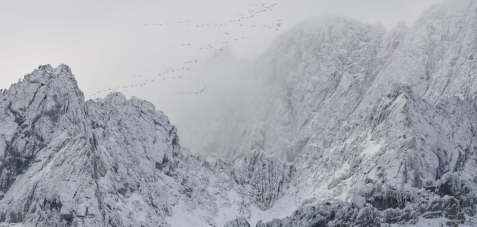 Exposition "Montagne animale"