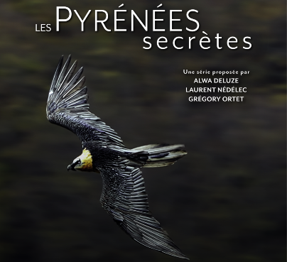 PS gypaète